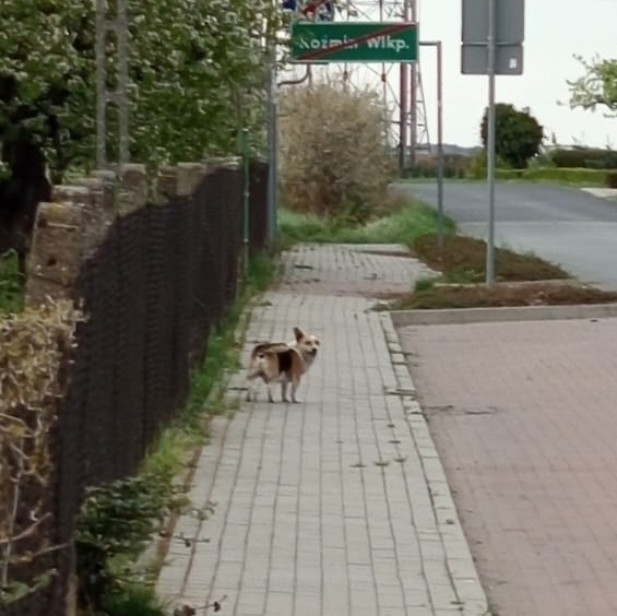 Poszukujemy właściciela